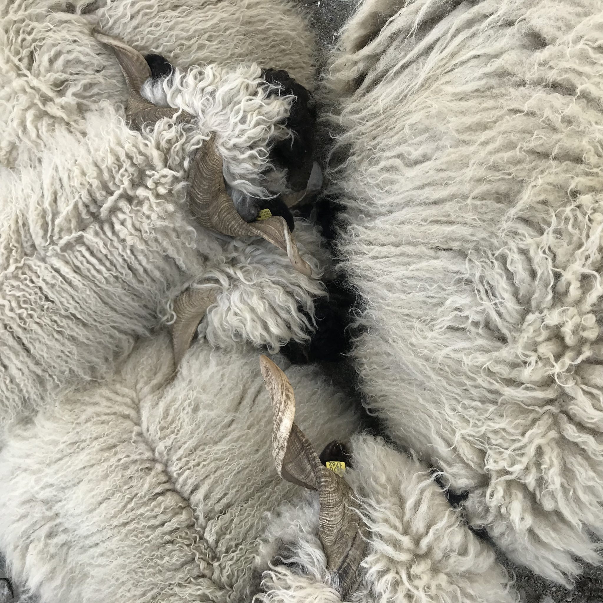  Herd of sheep, detail. Images by Lucie and Luke Meier, shot in Zermatt, Switzerland.