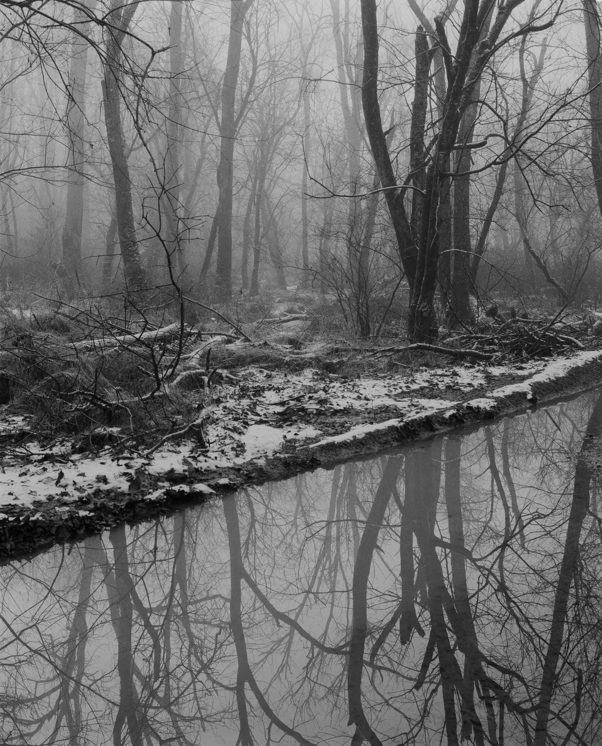  Matt Eich, Untitled, Charlottesville, Virginia, 2020, from Bird Song Over Black Water (2015–ongoing)