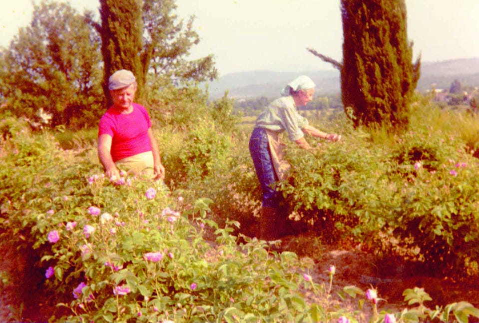  Catherine Dior harvesting May roses at Les Naÿssès estate in Callian. Courtesy of Collection Christian Dior Parfums, Paris.
