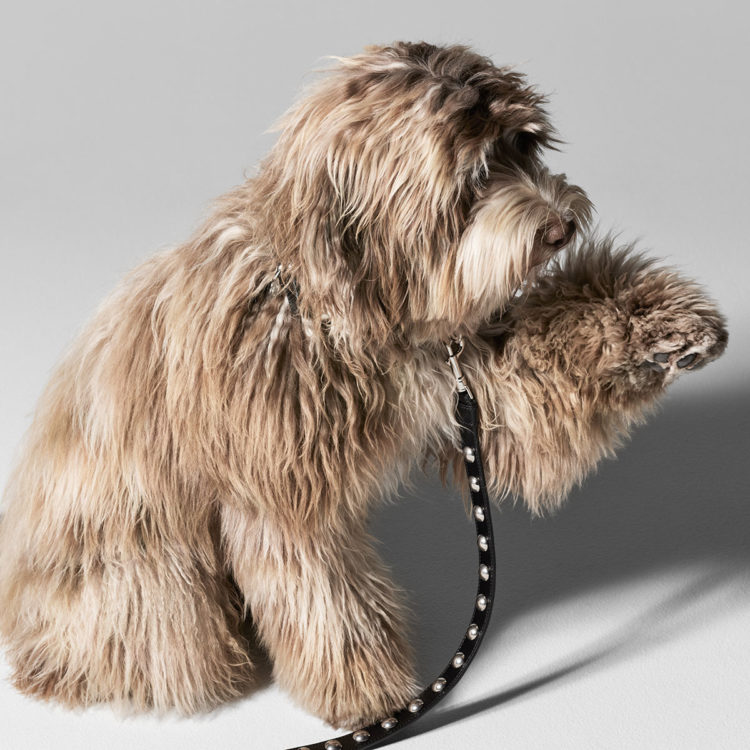Celine Debuts New Dog Accessory Collection V Magazine